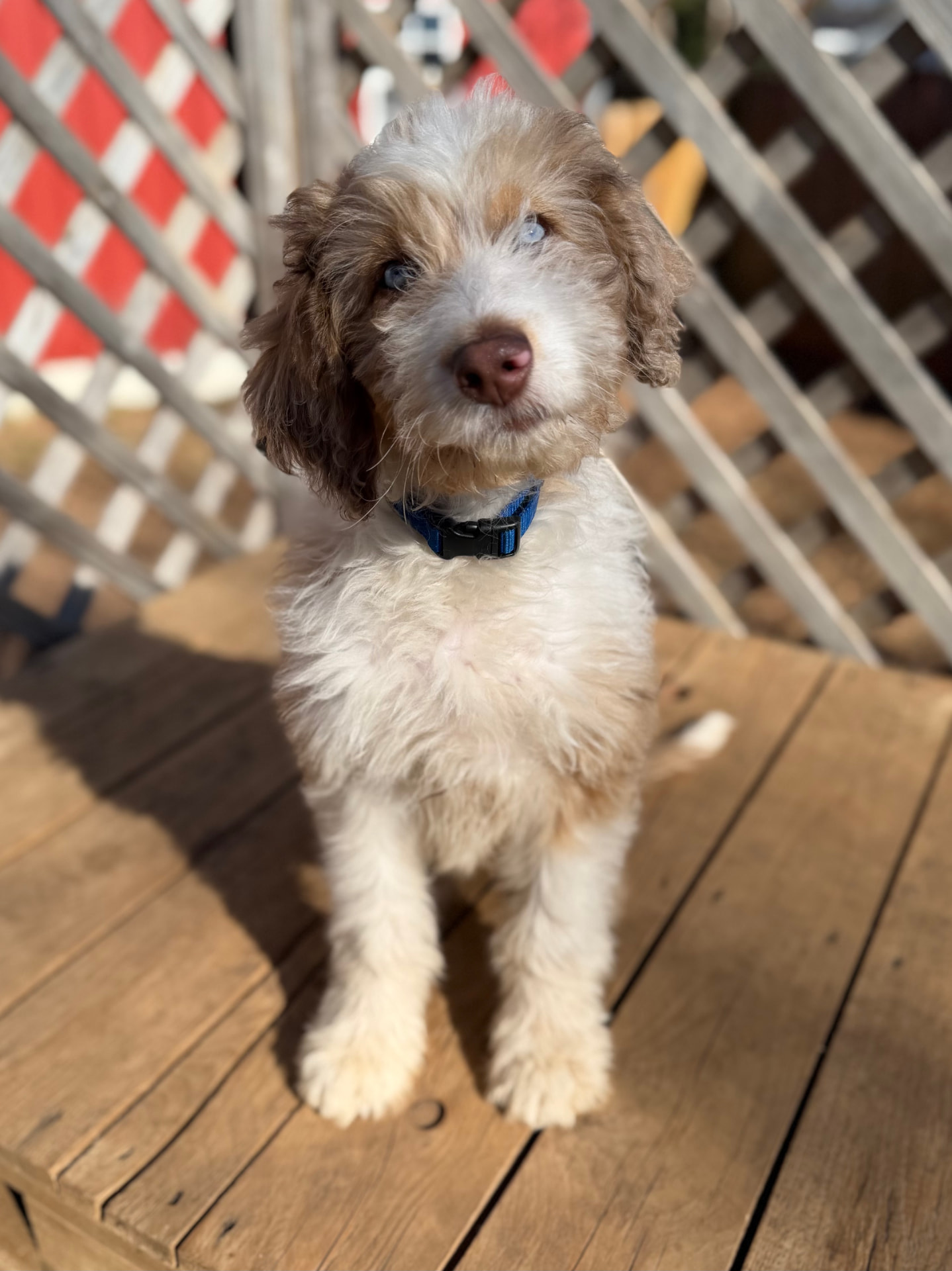 Puppy Board & Train program photo