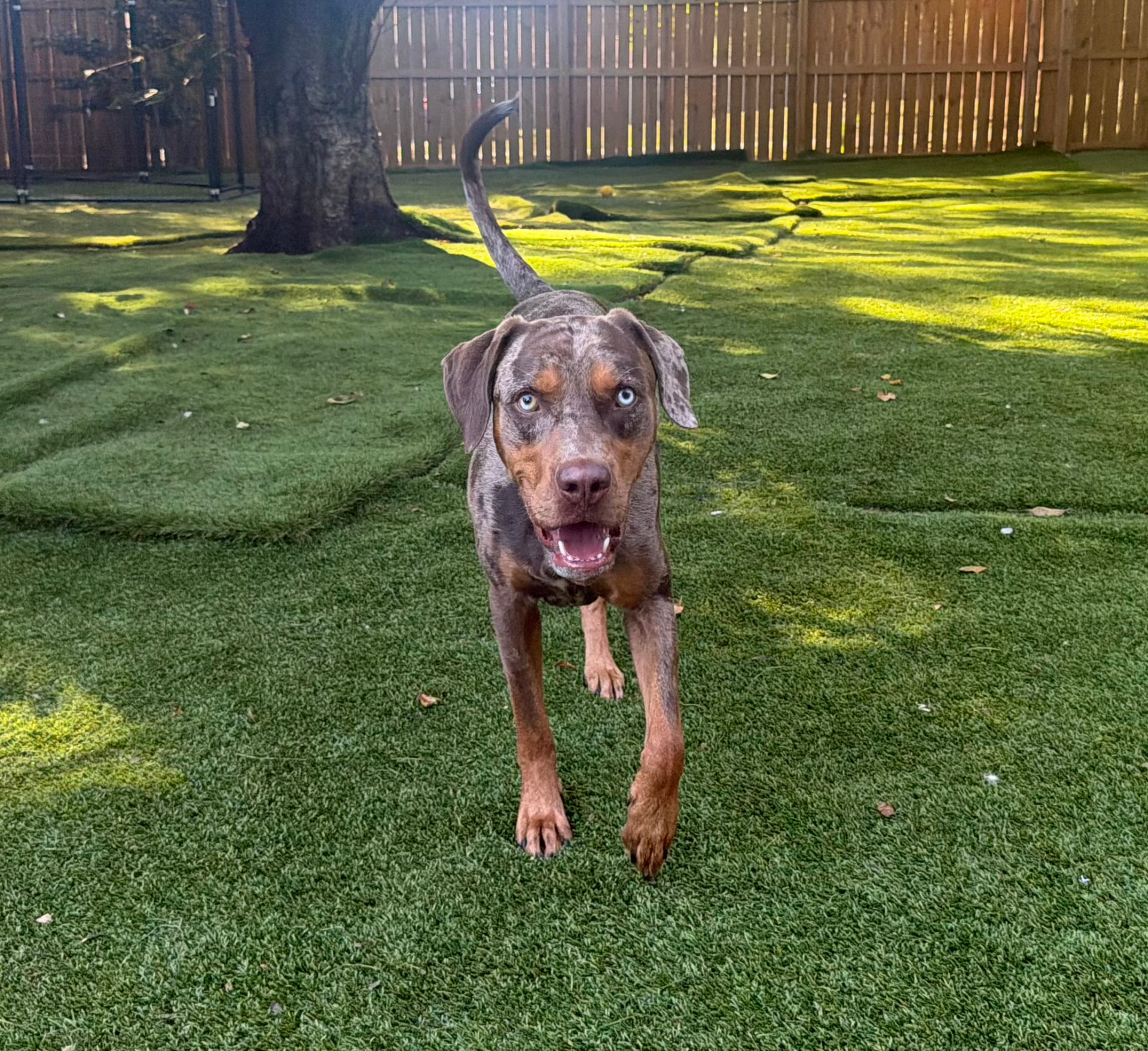 Group of dogs at daycare