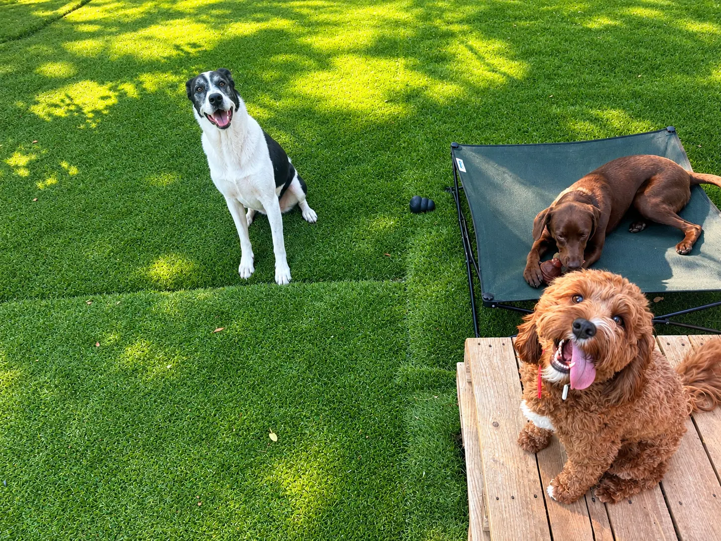 Happy dogs playing together during boarding in Greenville, SC