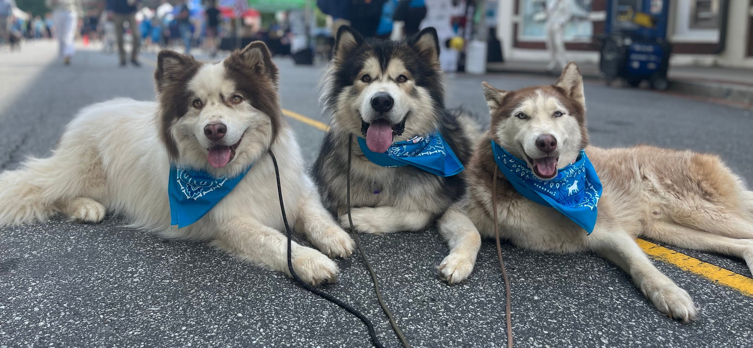Three happy dogs in matching blue bandanas after a day with Everything K9 in Greenville, SC